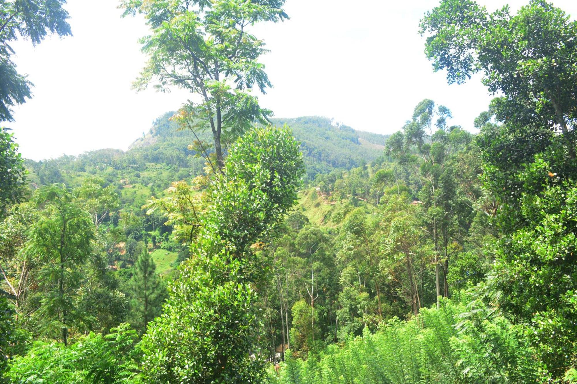 Racy Nature Cottage เอลลา ภายนอก รูปภาพ